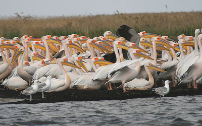 Pelicans in the Danube Delta.
