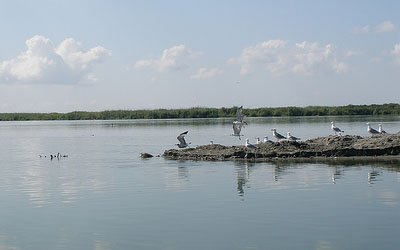 Danube Delta Scenery with Seagulls.