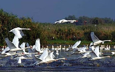 Swans flying over Danube Delta channels.