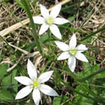 Endangered plant Obione Verrucifera