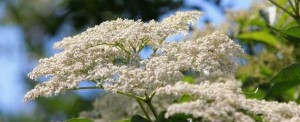 Elderflower blossom