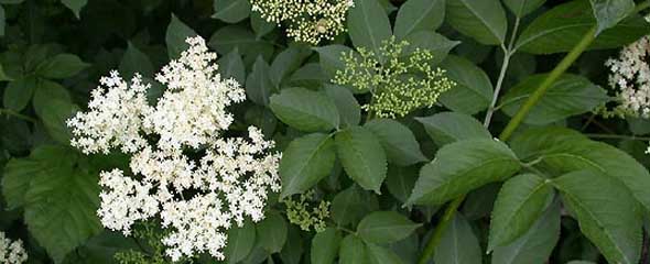 European Sambucus. Elder tree closeup.