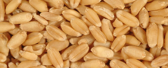 Wheat kernels Wheat kernels