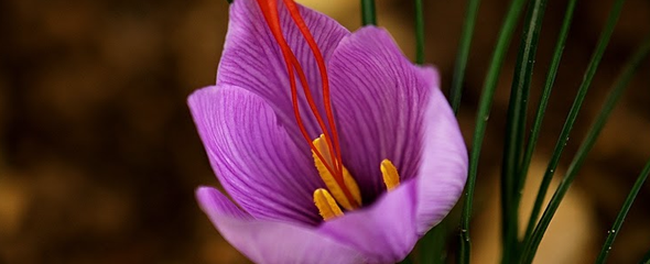 March 8 - flower March 8 - flower