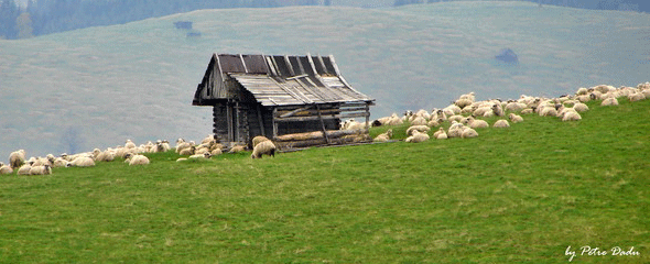 a traditional sheepfold in the mountains a traditional sheepfold in the mountains